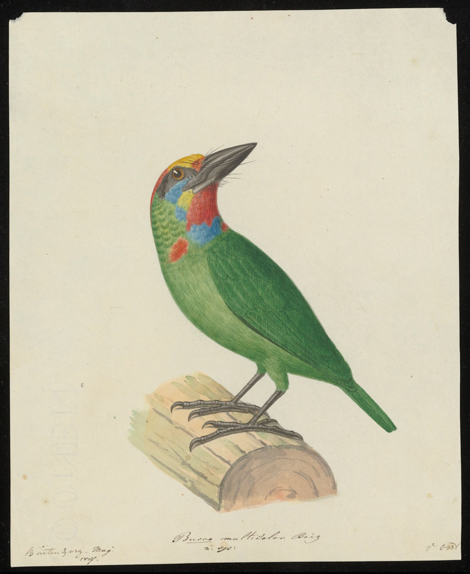 Figure 2. Drawing of Burro multicolor created in Buitenzorg, Java in 1827 by Pieter van Oort. Source: Naturalis Biodiversity Center, Archief van de Natuurkundige Commissie voor Nederlands-Indië. Copyright: Public Domain Mark 1.0